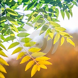 Colorful green-yellow ash tree leaves in the rays of the warm sun as a symbol of the passage from summer to autumn