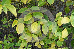 Colorful green and yellow autumnal foliage of mock orange
