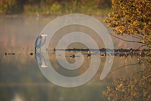 Colorful grey heron reflecting in calm lake