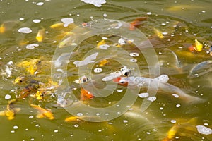 Koi carp in a muddy pool