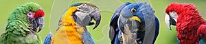 Colorful group of Macaws - 4 species