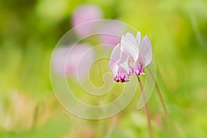 Group of wild cyclamens with green bokeh photo