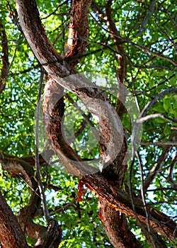 Colorful Gumbo Limbo tree branches entwined in Islamorada in the Florida keys