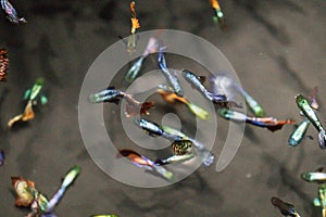 Colorful Guppy fish in aquarium,Barbados Millions, Million fish.Poecilia reticulata Poecilia reticulata