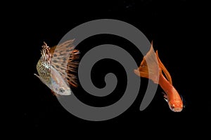 Colorful guppy fishes in black background