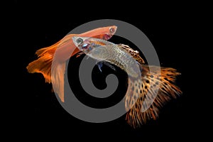 Colorful guppy fishes in black background