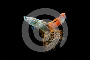Colorful guppy fishes in black background