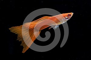 Colorful guppy fishes in black background