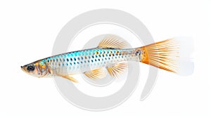 Colorful Guppy Swimming On White Background