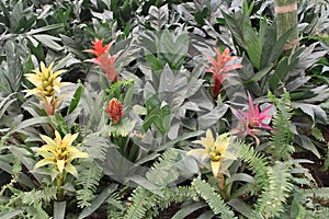 Colorful Guzmania Lingulata Plants photo