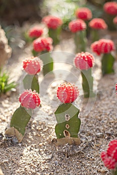 Colorful gymnocalycium Cactus garden