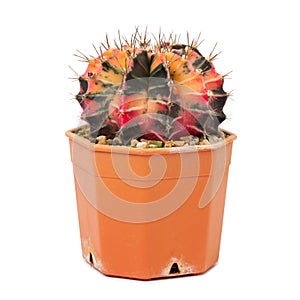 Colorful Gymnocalycium cactus growing in a pot isolated on white background