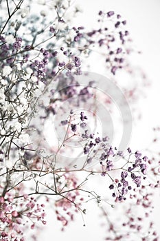 Colorful gypsophila masses of small flowers. Photo with selective focus