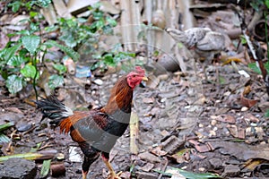 A colorful hairy rooster looking for food in the backyard.