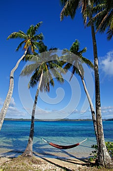 Colorful hammock between palm trees, Ofu island, Vavau group, To photo