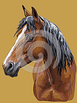 Colorful hand drawing Horse portrait-10