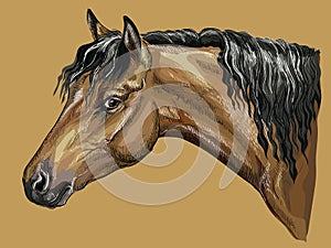 Colorful hand drawing Horse portrait-1