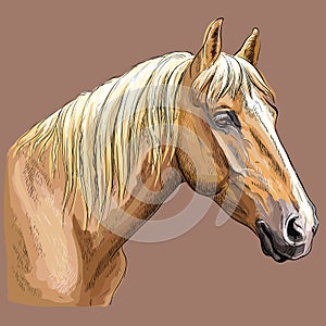 Colorful hand drawing Horse portrait-7
