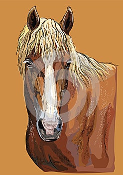 Colorful hand drawing Horse portrait-4