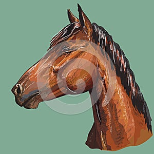 Colorful hand drawing Horse portrait-6