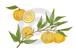 Colorful hand drawn yellow yuzu citrus vector illustration. Fresh appetizing asian fruit on branch with leaves isolated