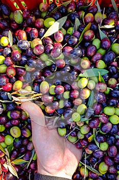 Colorful handful of olives