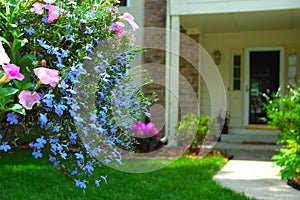 Colorful hanging basket flowers photo