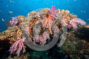 Colorful hanging soft coral reef in Thailand