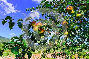 Colorful harvest on apple tree in the garden