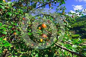 Colorful harvest on apple tree in the garden