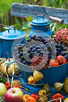 Colorful harvest time in the garden