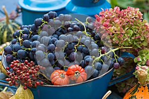 Colorful harvest time in the garden