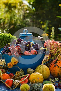 Colorful harvest time in the garden