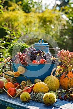 Colorful harvest time in the garden
