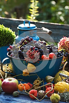 Colorful harvest time in the garden