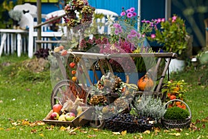 Colorful harvest time in the garden