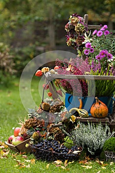 Colorful harvest time in the garden