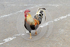 Colorful Hawaiian Rooster