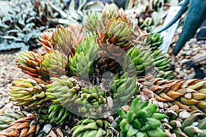 Colorful Haworthia Cooperi Cluster in Succulent Garden