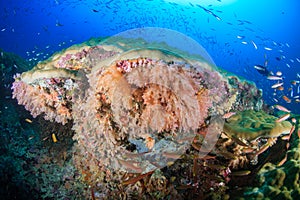 Colorful, healthy coral reef in Thailand`s Similan Islands
