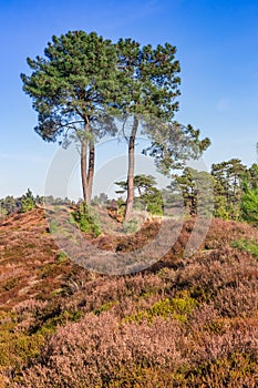 Colorful heather and trees in the Drents Friese Wold National Park