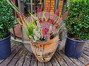 Colorful heathers in a pot, autumn.