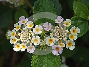 Colorful hedge flower Lantana Camara in shallow depth of field Pink Lantana Camara Flowers