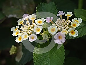 Colorful hedge flower Lantana Camara in shallow depth of field Pink Lantana Camara Flowers