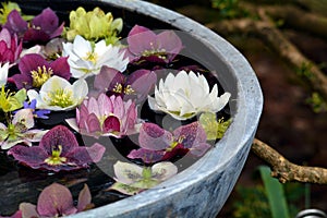 Colorful hellebores flowers