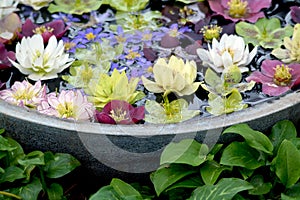 Colorful hellebores flowers