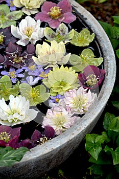 Colorful hellebores flowers