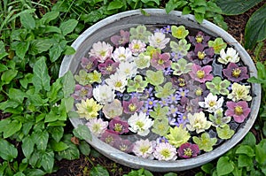 Colorful hellebores flowers in water