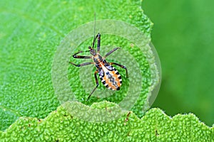 Colorful Hemiptera true bug on green leaf