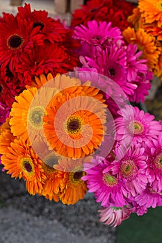 Colorful herbera at farmer market photo